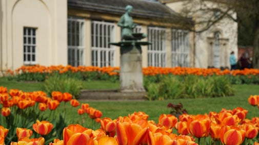 Orange tulips in the rose garden at Nostell